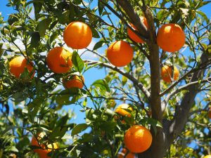 Apfelsinen am Baum