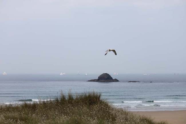 Eine Möwe fliegt über den Strand in der Bretagne.