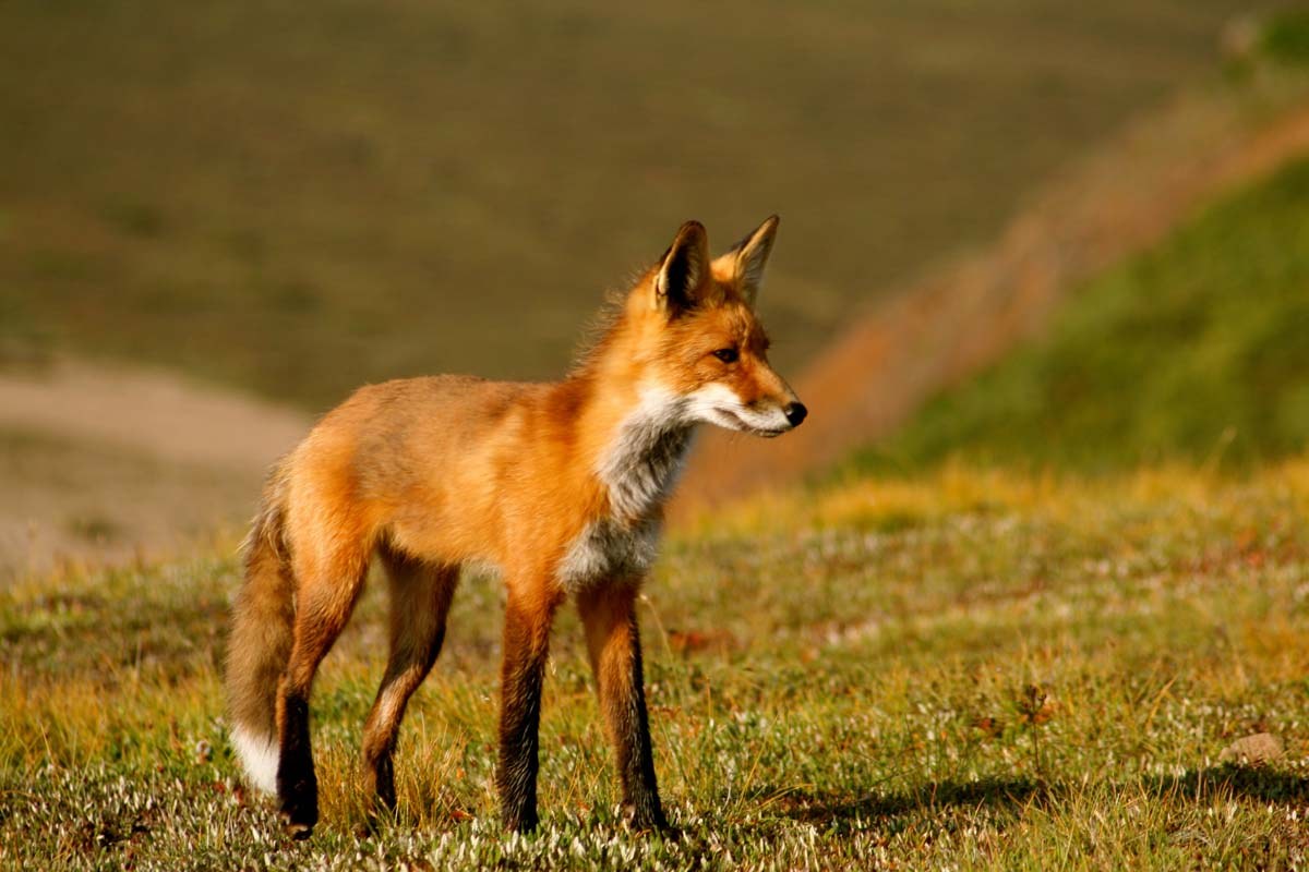 Fuchs in der Natur