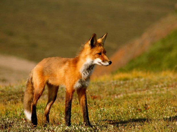 Fuchs in der Natur