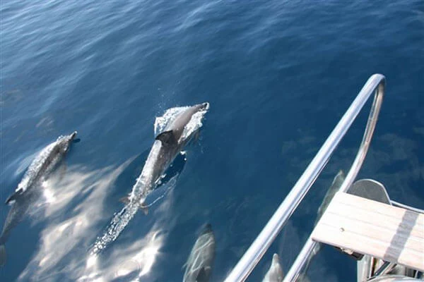 Delfine beobachten von Deck der Yacht in Atlantik